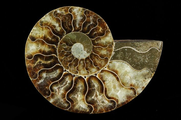 Agatized Ammonite Fossil (Half) - Madagascar #83852